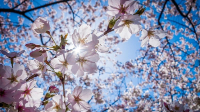 Алдағы күндері еліміздің кей өңірлерінде 30 градусқа дейін жылы болады