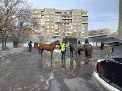 Семейде жолда шапқан жылқылардың иесі жауапқа тартылды